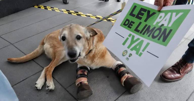 $!'Pay de Limón' representa a muchos otros perros que han sufrido violencia.