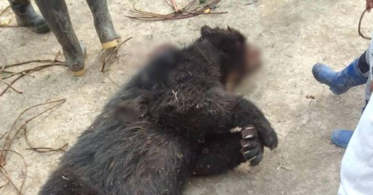 $!Imagen divulgada en redes del oso de anteojos muerto.
