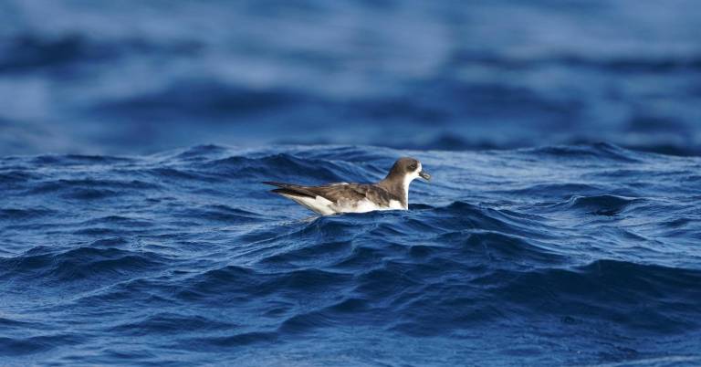 $!Fotografía de un Petrel nadando en el océano.