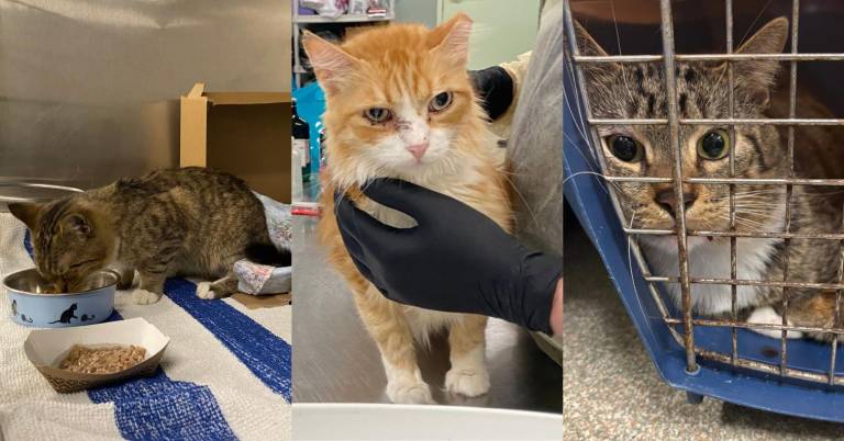 $!Este tipo de casos suele estar vinculado a problemas de salud mental.