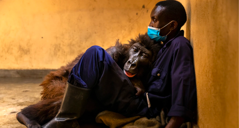 $!Ndakasi, la gorila de montaña, falleció en brazos de su cuidadora el 26 de septiembre, poco después de que se tomara esta foto, luego de una enfermedad prolongada.