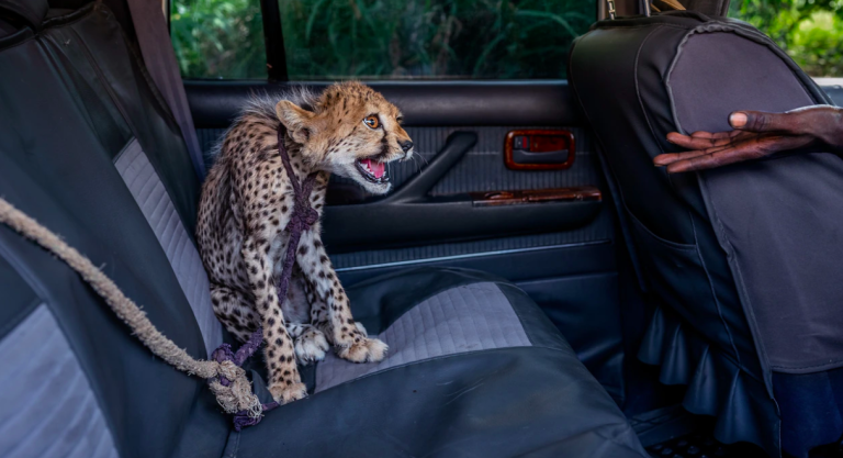 $!Cría de guepardo que fue rescatado antes de ser vendido a un contrabandista.
