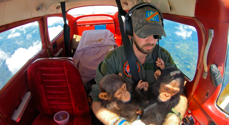 $!Anthony Caere, piloto del Parque Nacional Virunga en la República Democrática del Congo, acuna a los jóvenes chimpancés Felix y Mara mientras los lleva en avión al Centro de Rehabilitación de Primates de Lwiro.