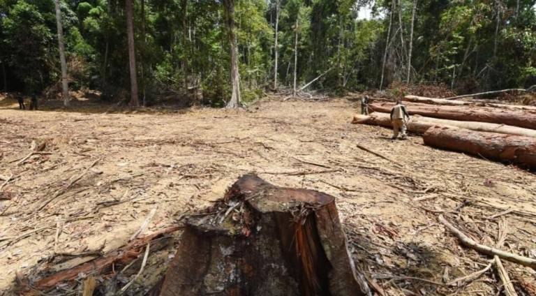 $!Brasil registra el peor octubre en deforestación desde 2015