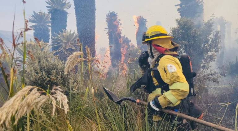 $!Controlan incendio en reserva ecológica El Ángel: 800 hectáreas fueron consumidas por el fuego