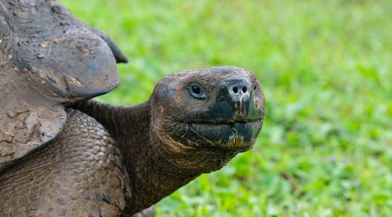 $!Las tortugas gigantes de Galápagos son unos de los animales emblemas del archipiélago.