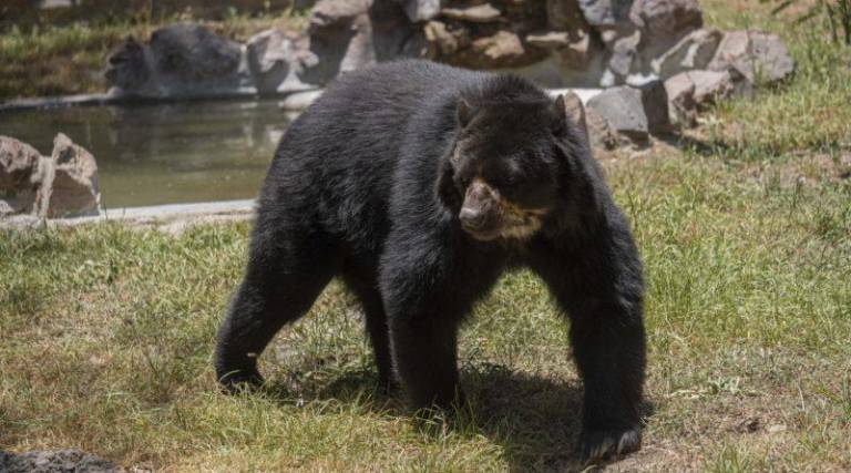 $!Timo fue adoptado por el Zoológico de Quito.