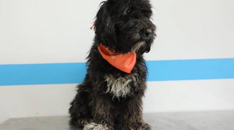 $!Quito: Rescatan a 30 perros encerrados en una vivienda, en condiciones insalubres; fueron puestos en adopción