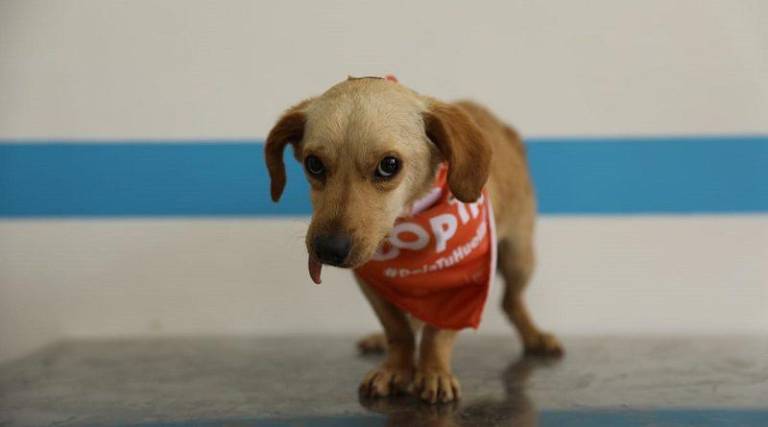 $!Quito: Rescatan a 30 perros encerrados en una vivienda, en condiciones insalubres; fueron puestos en adopción