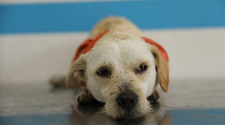 $!Quito: Rescatan a 30 perros encerrados en una vivienda, en condiciones insalubres; fueron puestos en adopción