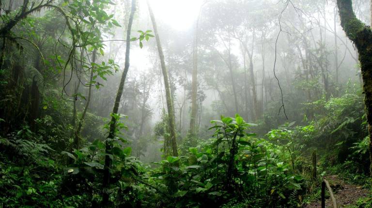 $!África central es la principal zona de contagio de la bacteria, pero sus tentáculos se extienden a otras regiones, como Perú (Foto), donde Casas se convirtió en una víctima inesperada.