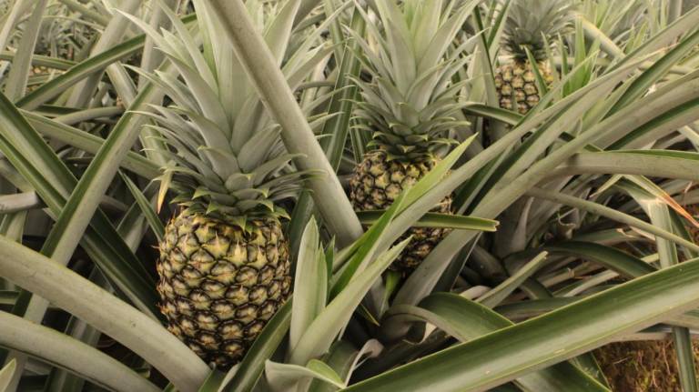 $!34 sitios de producción de piña para exportación hay en el país.