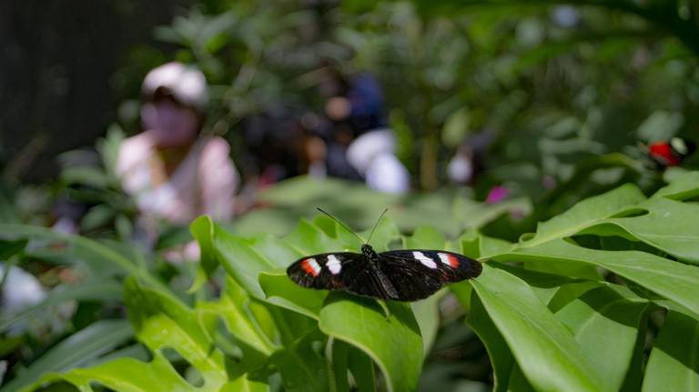 $!Quito ofrece una amplia oferta de actividades por el feriado de Carnaval