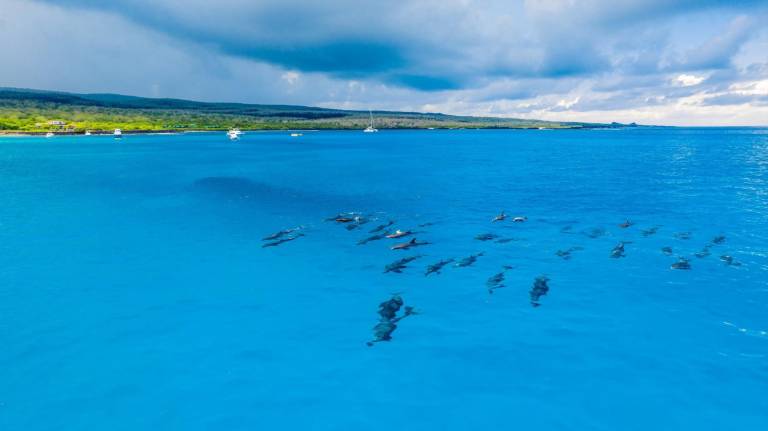 $!El delfín nariz de botella, una de las especies más conocidas, y se lo puede observar en Galápagos.