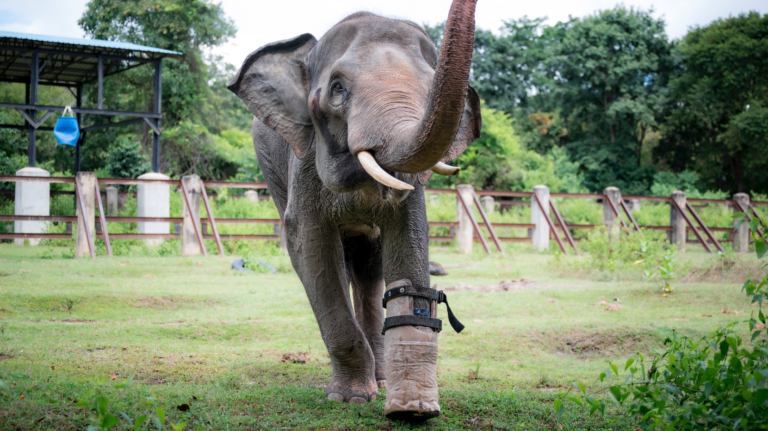 Elefante perdió una pata en una trampa, pero eso no lo detuvo: ahora camina con prótesis.