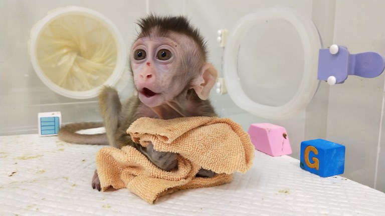 Clonan monos alterados genéticamente para estudiar desórdenes