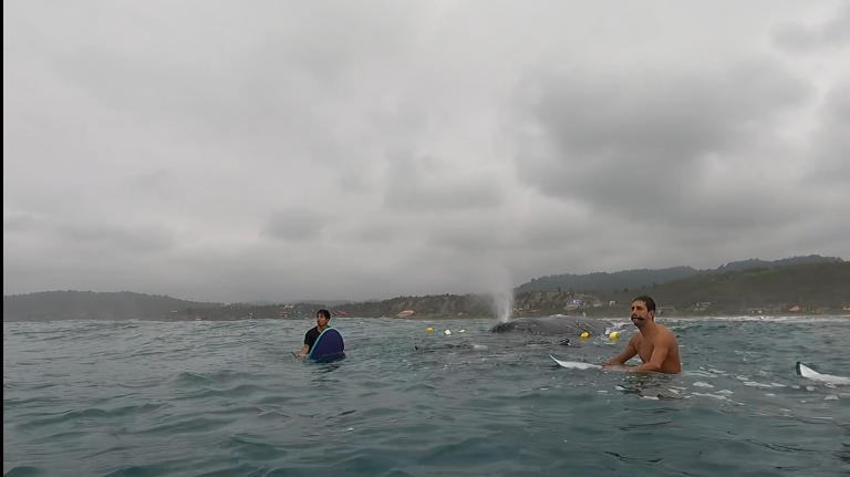 $!Los surfistas lograron cortar las redes hasta que finalmente la ballena pudo moverse libremente.