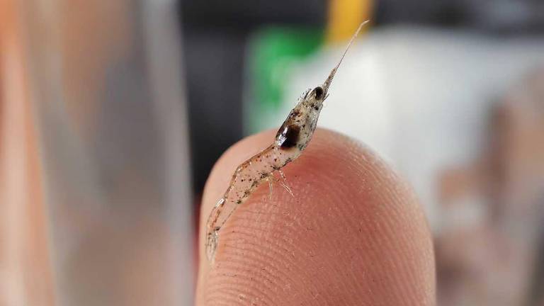 Programas ge­néticos mejoran la producción del camarón en el Ecuador