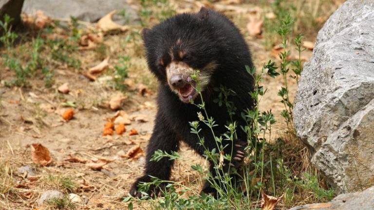 $!Lumbaqui, el oso andino que estuvo dos años en cautiverio, regresó a su hábitat natural