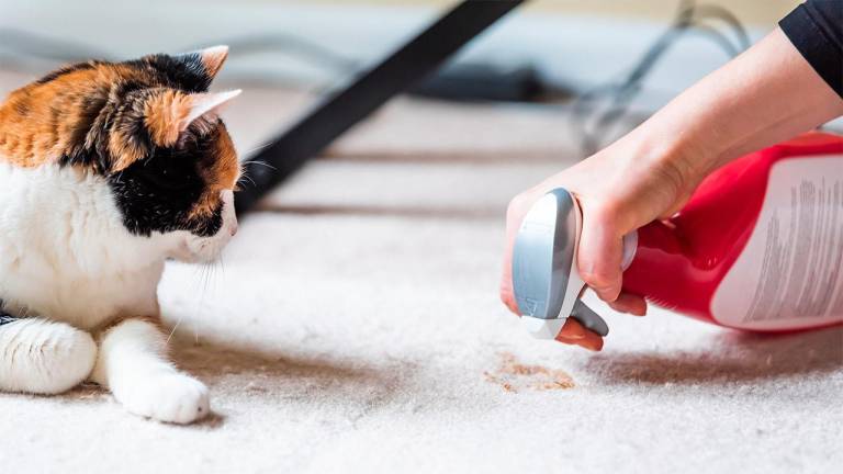¿Cómo evitar y eliminar malos olores de nuestras mascotas en casa?