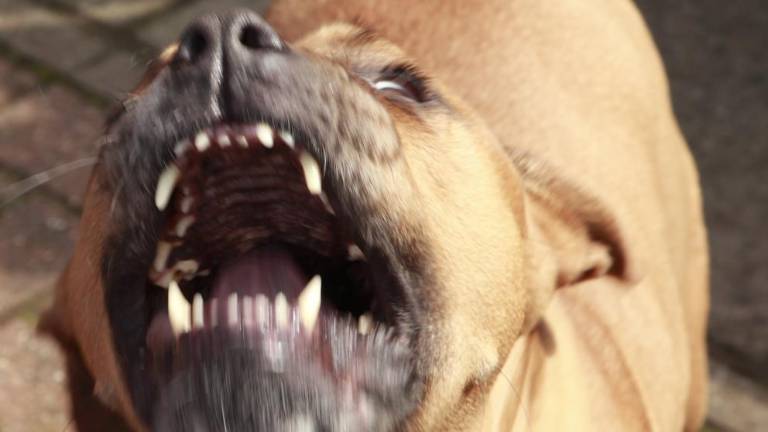 Niño de 9 años muere por ataque de perros en Brasil