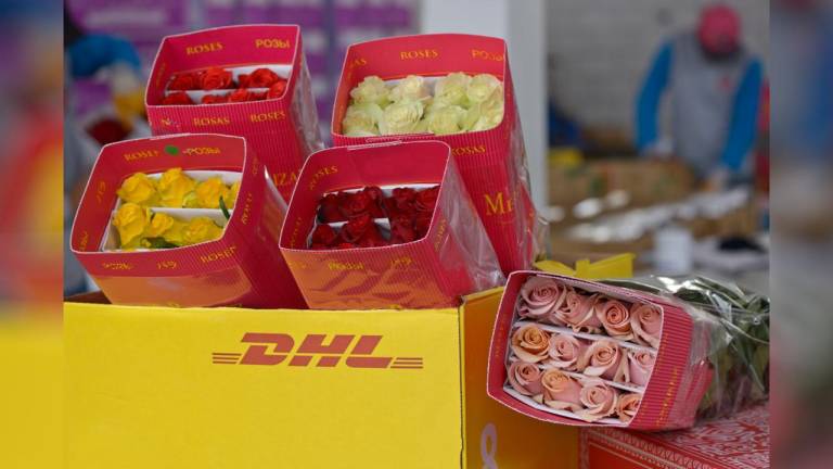 Nuevo servicio logístico impulsará las exportaciones de flores ecuatorianas a Estados Unidos