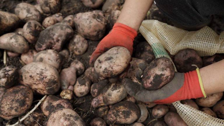La siembra de papa aumentó un 16% en el Ecuador durante el 2025
