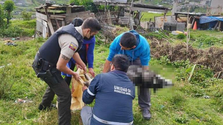 $!Fotografía de funcionarios de la Unidad de Bienestar Animal de Quito y de un policía levantando el cadáver de Spaik.