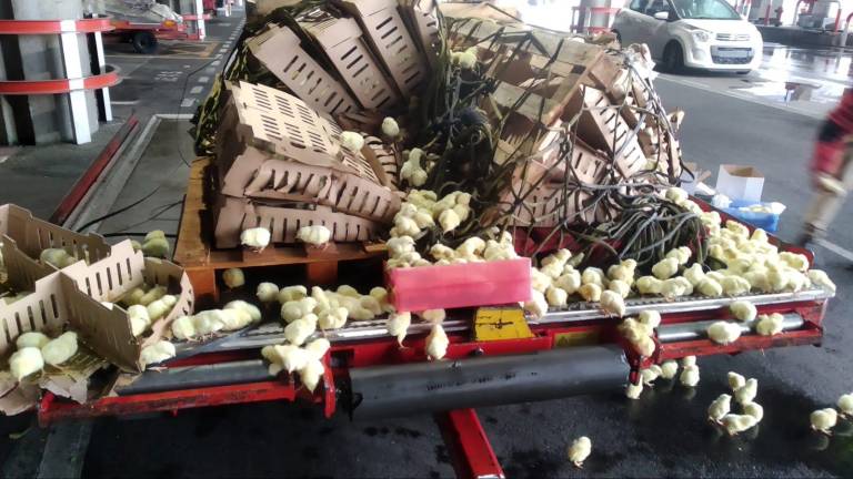 Mueren 23.000 pollitos abandonados en el aeropuerto de Barajas