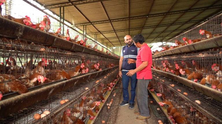Se refuerzan medidas para contener nuevos casos de influenza aviar en Ecuador