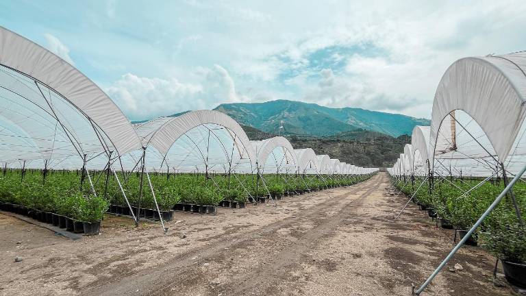 Plantaciones de arándanos en Ecuador.
