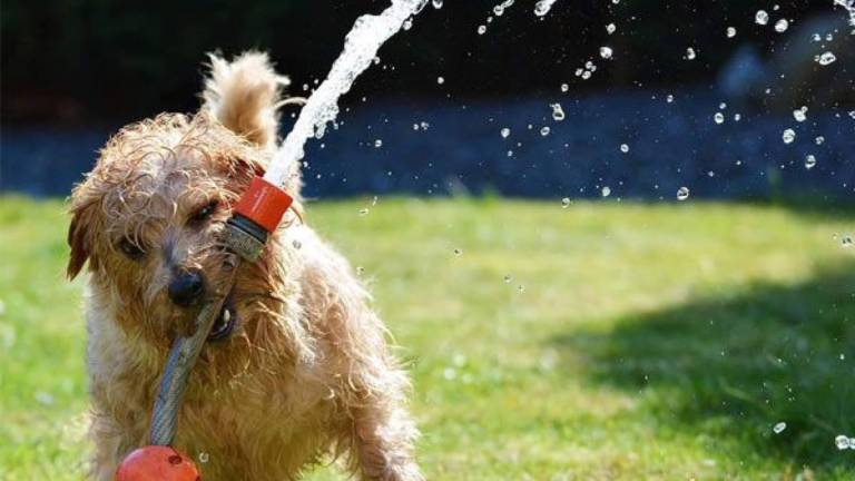 $!¿Cómo proteger a tu perrito del calor de temporada?