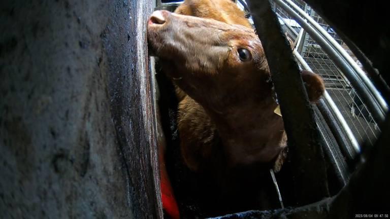 $!Fotografía de una vaca confinada a un espacio reducido en el que no puede expresar su comportamiento natural, dentro de instalaciones de producción de carne.