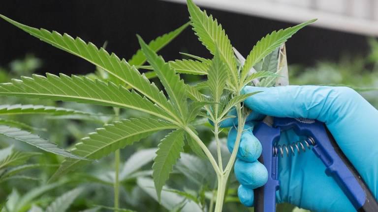 Uruguay propone una variedad de marihuana que pegue más para combatir el narcotráfico