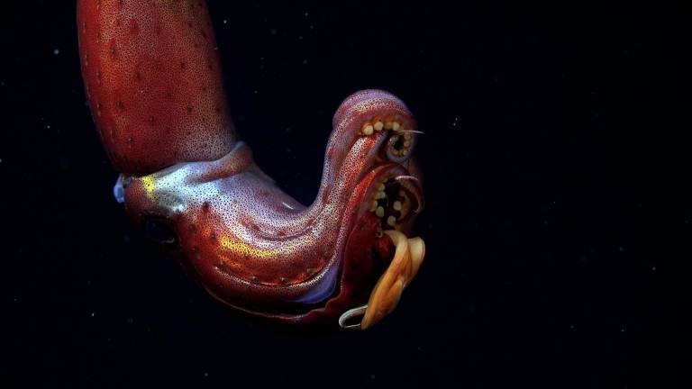 $!Fotografía cedida hoy por el Instituto Oceánico Schmidt que muestra un calamar en aguas profundas junto a las Islas Galápagos (Ecuador).