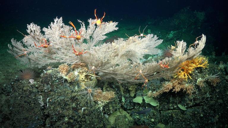 Descubren en Galápagos dos nuevos arrecifes de coral en aguas frías y profundas