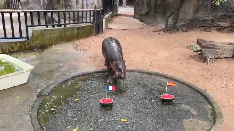El hipopótamo viral Moo Deng predice una final entre Francia e Inglaterra para el Mundial