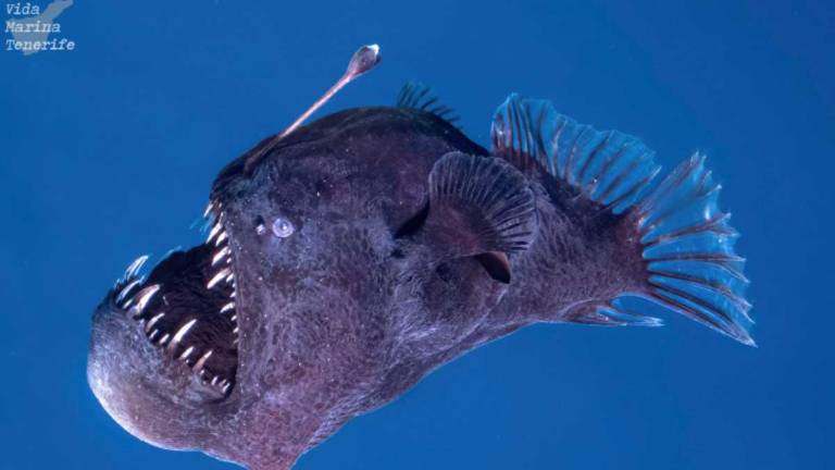 $!El pez fue captado cerca de la superficie en Tenerife, un hecho inusual para esta especie de aguas profundas.