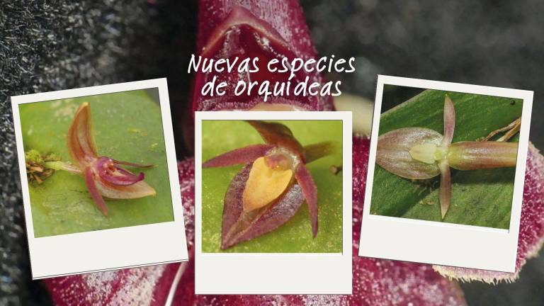 Nuevas especies de orquídeas forman parte de la familia de flores ecuatorianas