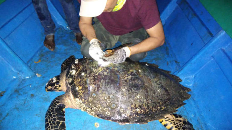 Ecuador marca por primera vez a una tortuga carey, especie en peligro de extinción