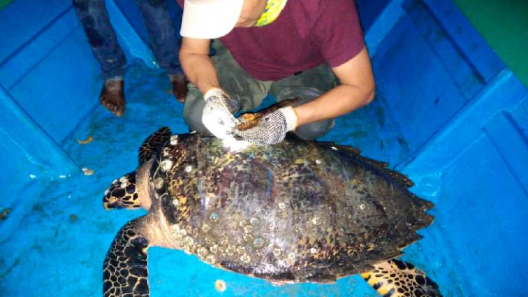 Ecuador marca por primera vez a una tortuga carey, especie en peligro de extinción