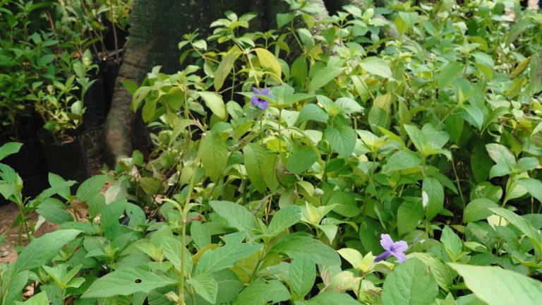 $!Una fotografía que muestra la flora nativa utilizada en la siembra del bosque urbano.