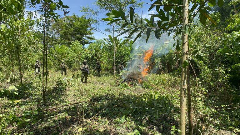 El Ejército destruye 10.000 plantas de coca en Sucumbíos, cerca de la frontera con Colombia