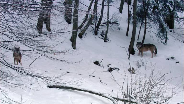 Un niño de 5 años sobrevive en un bosque lleno de lobos protegido por dos perros