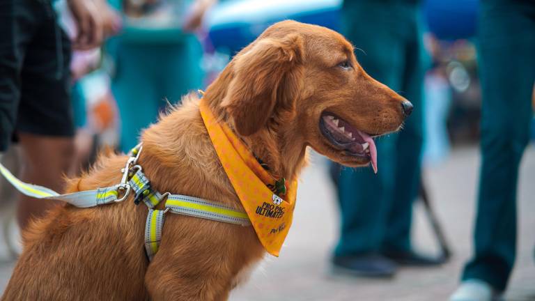 Atención veterinaria gratuita y concursos: Universidad ECOTEC organiza jornada de bienestar animal
