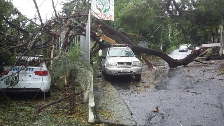 Árbol cae sobre patrullas de un UPC en Guayaquil tras intensas lluvias