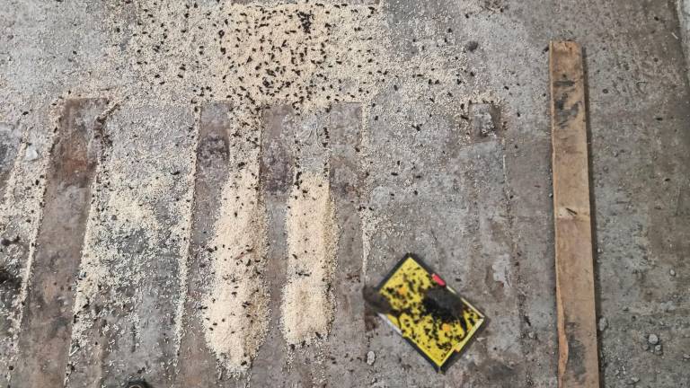 $!Envasadora de alimentos con plagas en Cuenca.