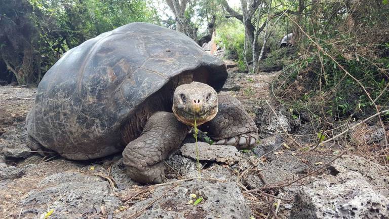 Tortugas gigantes regresan a su hábitat tras 50 años