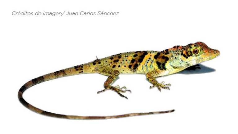 Nueva especie de lagartija es hallada en El Oro