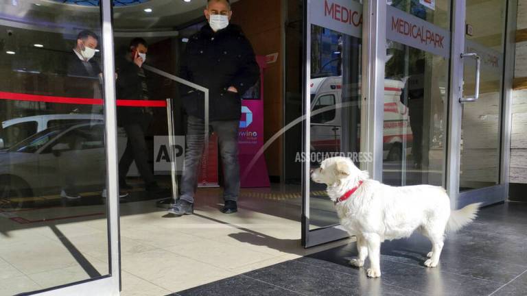 Una perrita fiel esperó varios días afuera de un hospital a su dueño